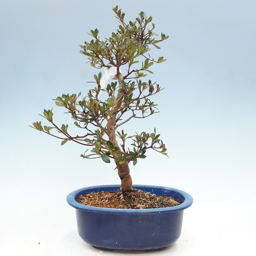 Venkovní bonsai - Japonská azalka - Azalea Mio