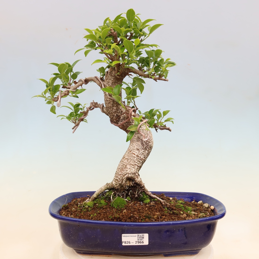 Pokojová bonsai - Ficus kimmen -  malolistý fíkus