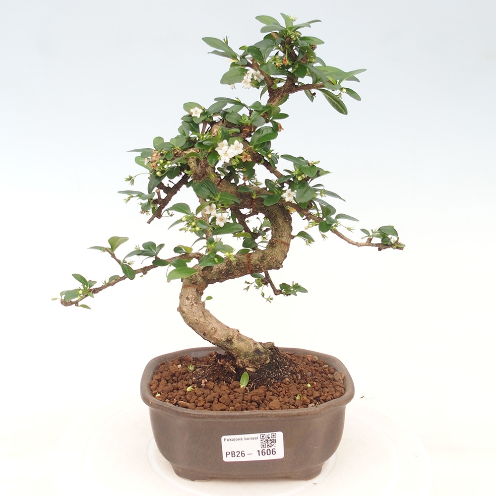 Pokojová bonsai - Carmona macrophylla - Čaj fuki