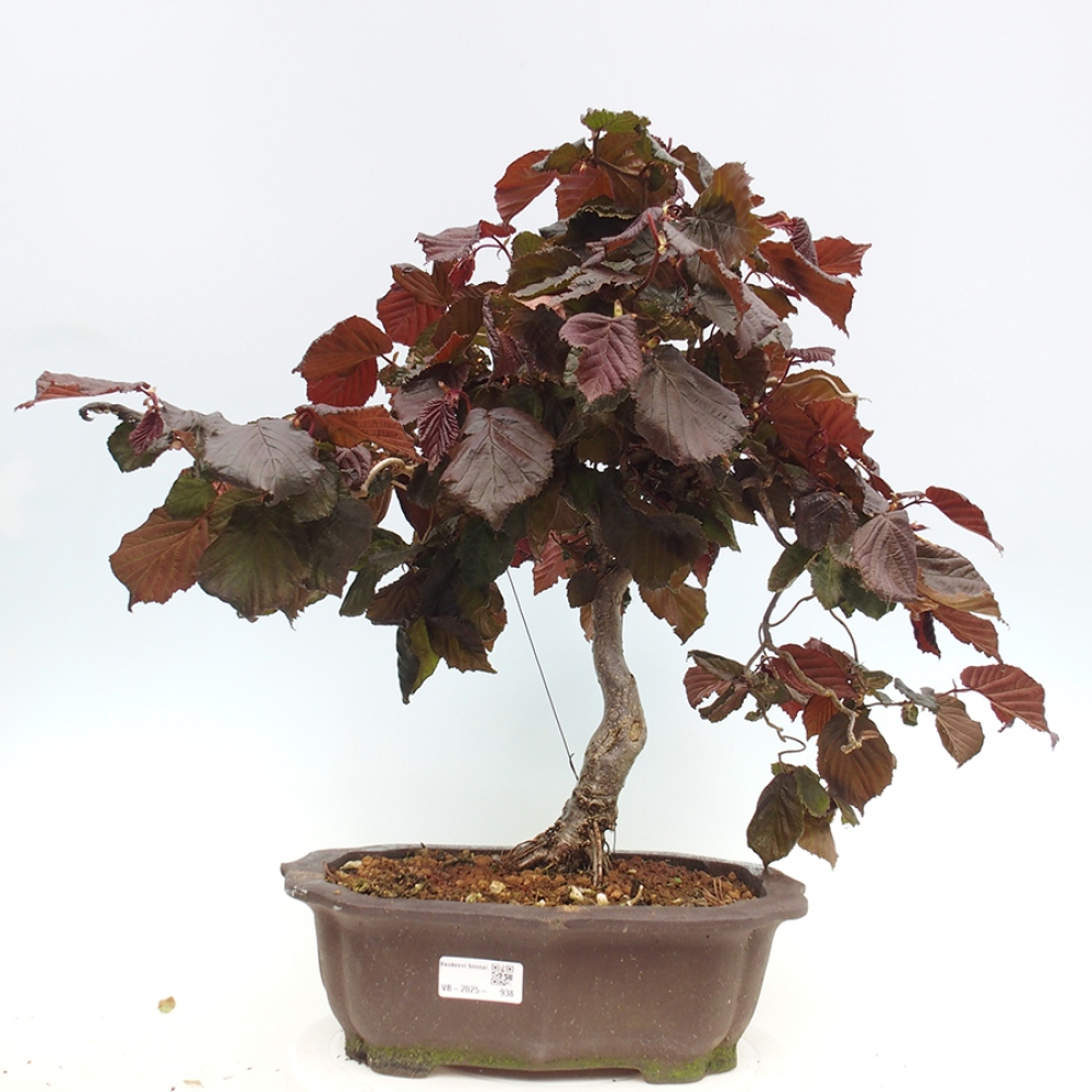 Venkovní bonsai - Corylus Avellana Red Majestic - Líska obecná