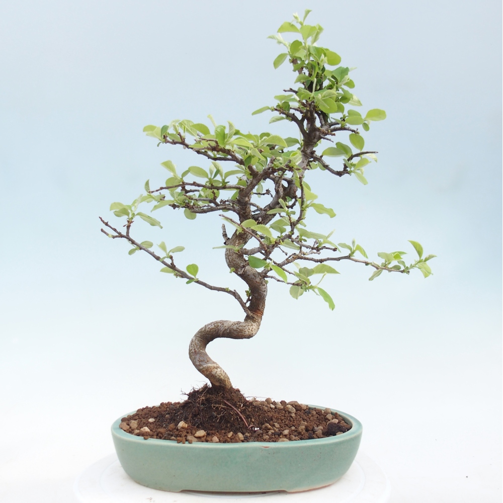 Venkovní  bonsai -  Chaneomeles chinensis - Kdoulovec čínsky