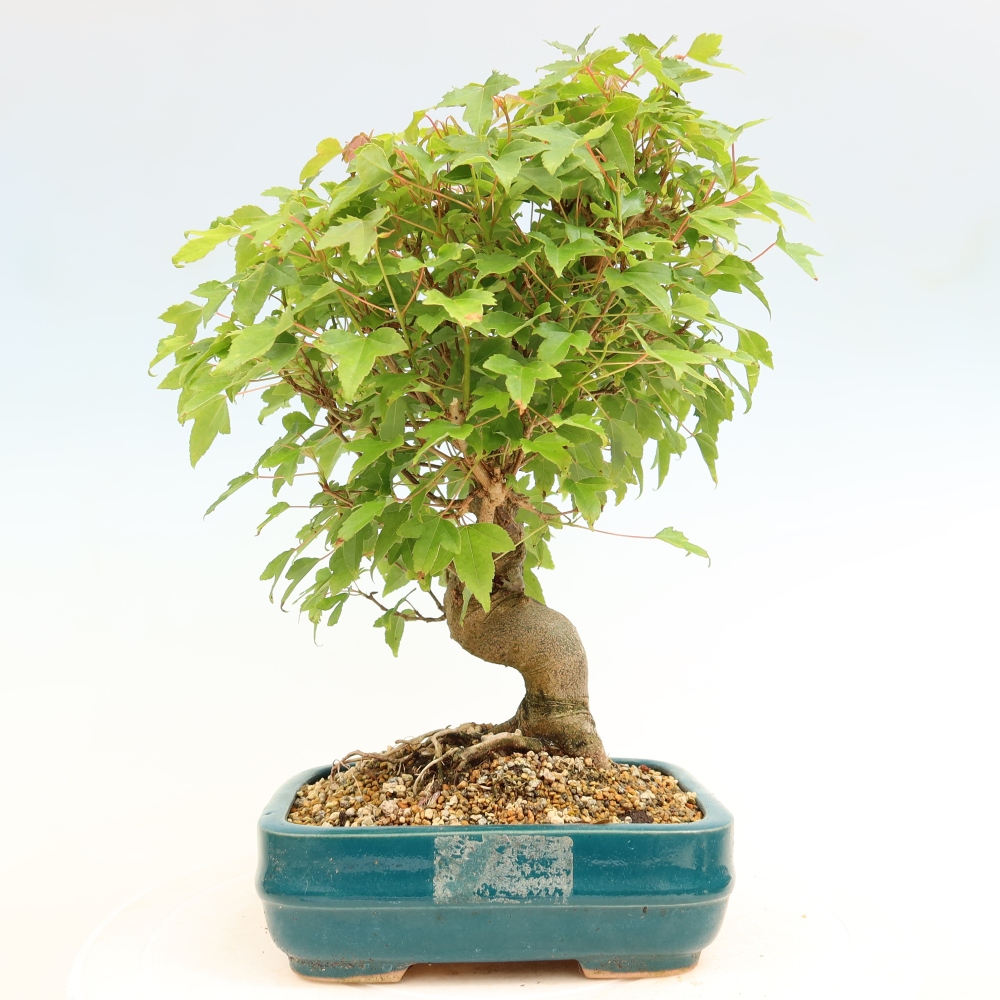 Venkovní bonsai - Javor Burgerův - Acer Burgerianum 