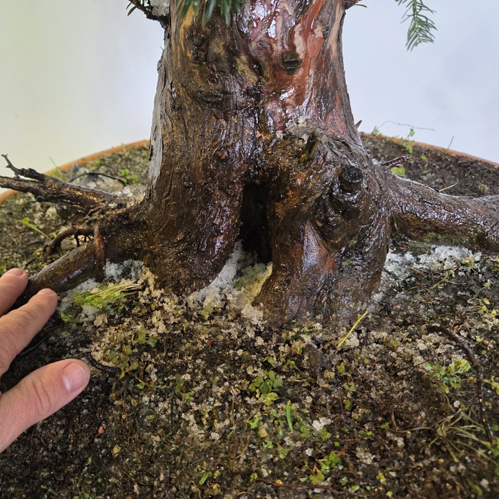 Venkovní bonsai Tis červený - Taxus bacata