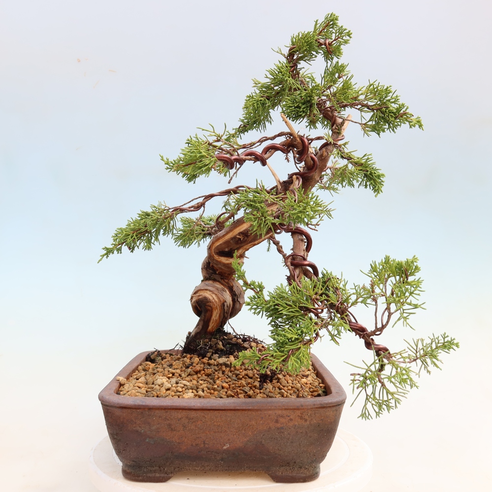 Venkovní bonsai - Juniperus chinensis Itoigawa-Jalovec čínský