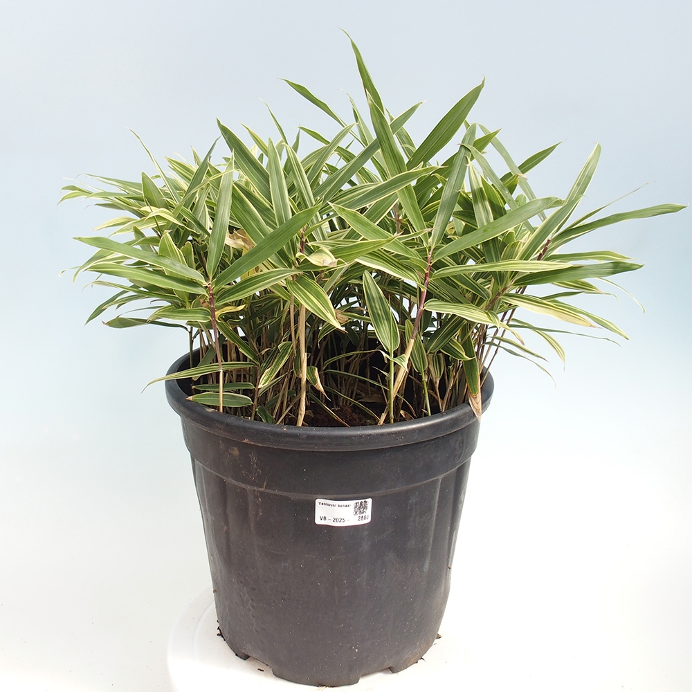 Venkovní bonsai - Sasaella masamuneana Albostriata - Bambus panašovaný