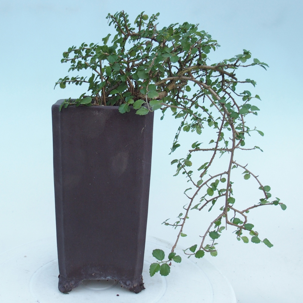Pokojová bonsai - Grewia sp. - Grewie malolistá