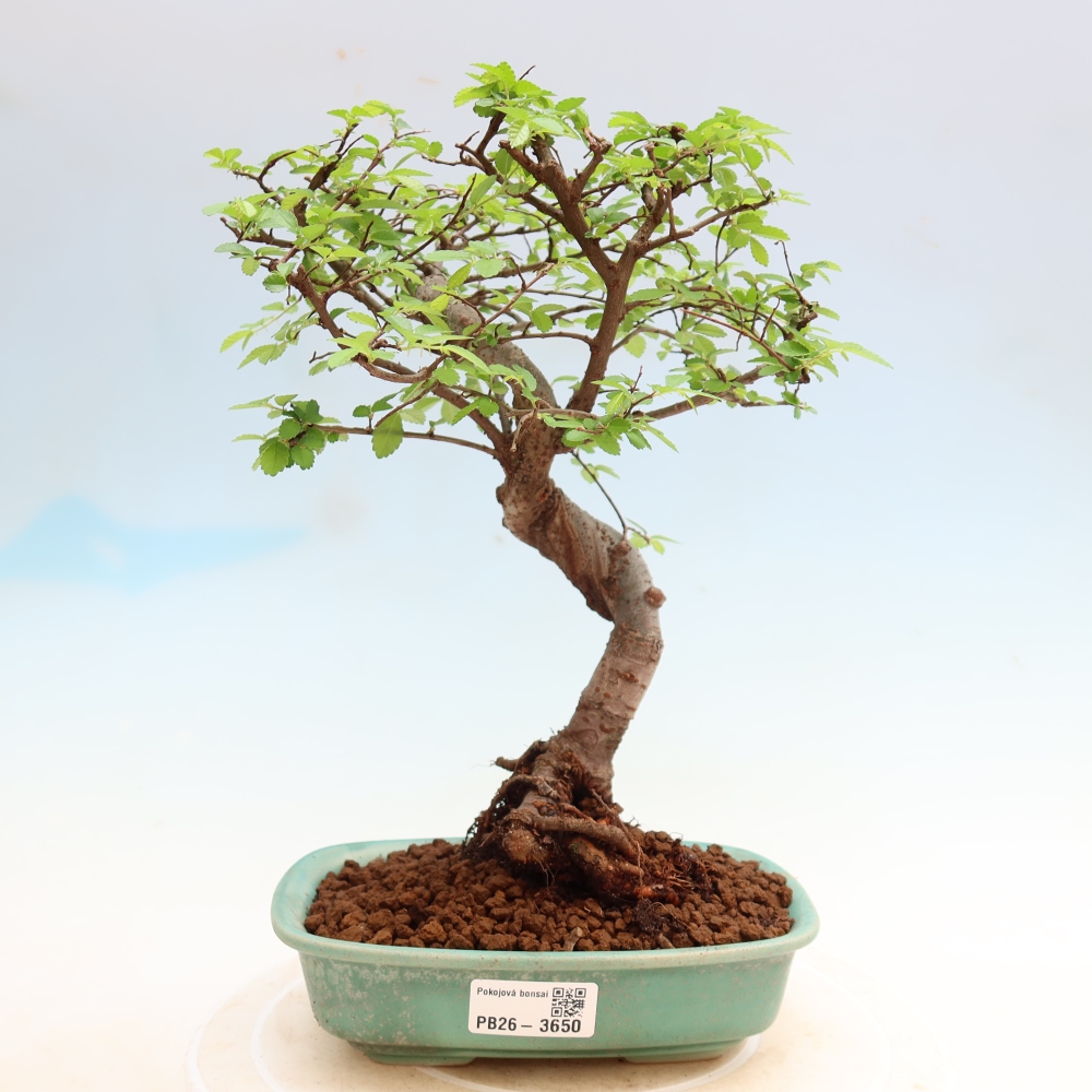 Pokojová bonsai - Ulmus parvifolia - Malolistý jilm