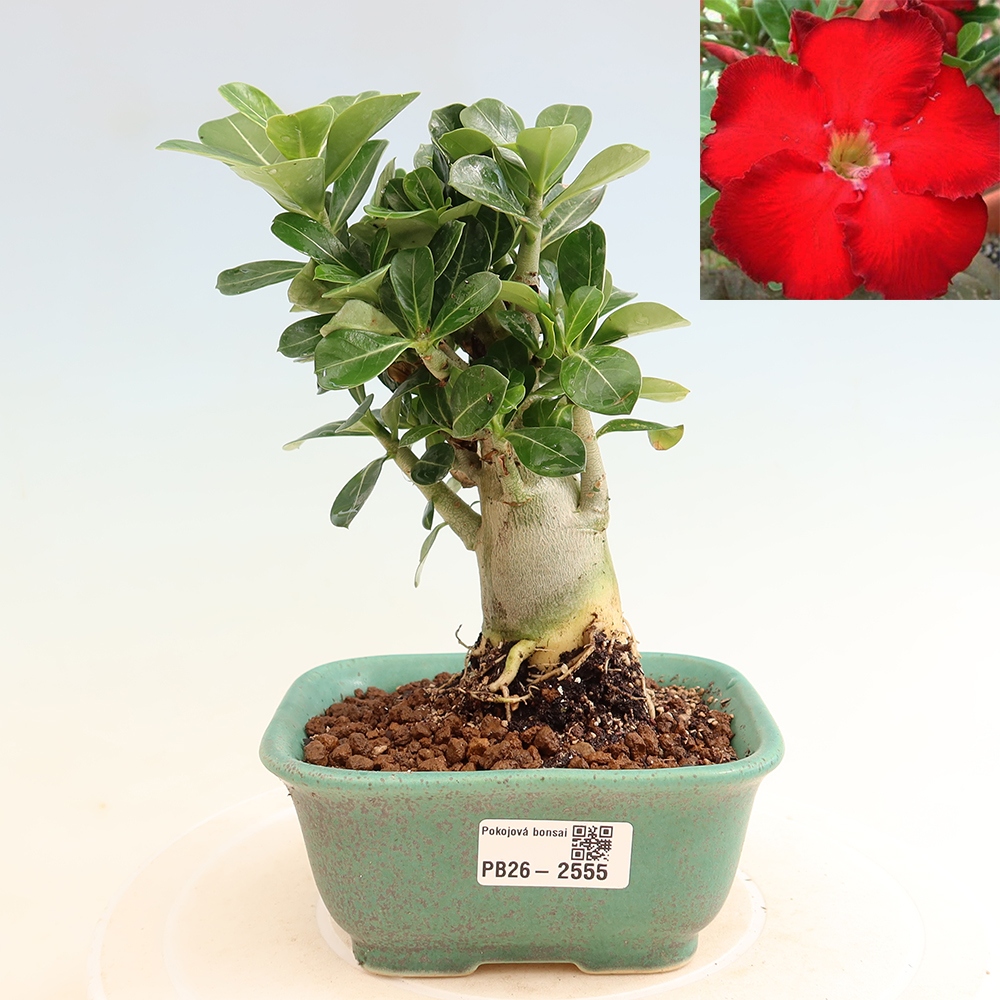 Pokojová bonsai - Adenium obesum Red Star - Pouštní růže