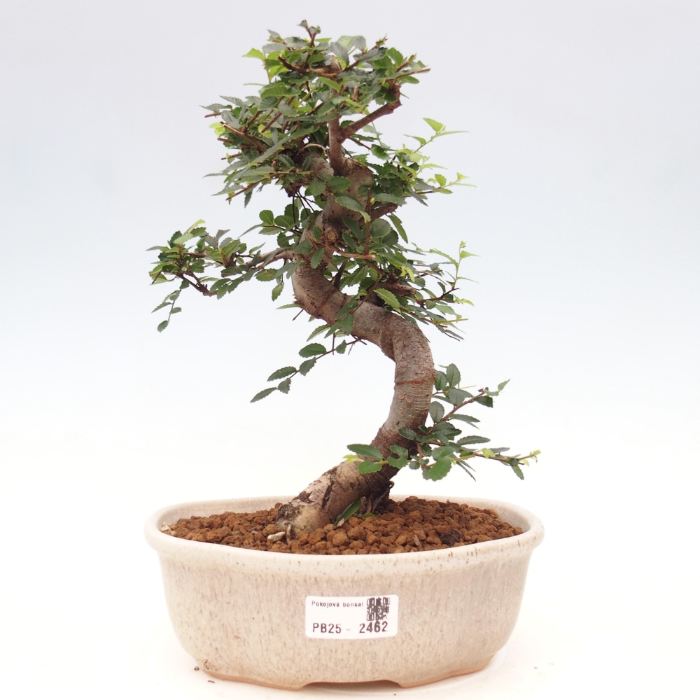 Pokojová bonsai-Malolistý jilm 