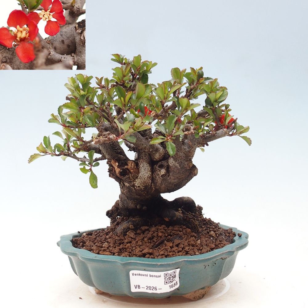 Venkovní  bonsai -  Chaneomeles speciosa - Kdoulovec ozdobný