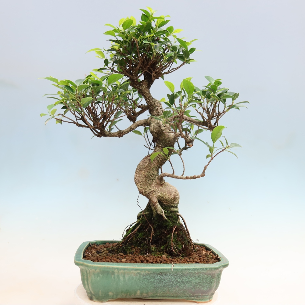 Pokojová bonsai - Ficus kimmen -  malolistý fíkus