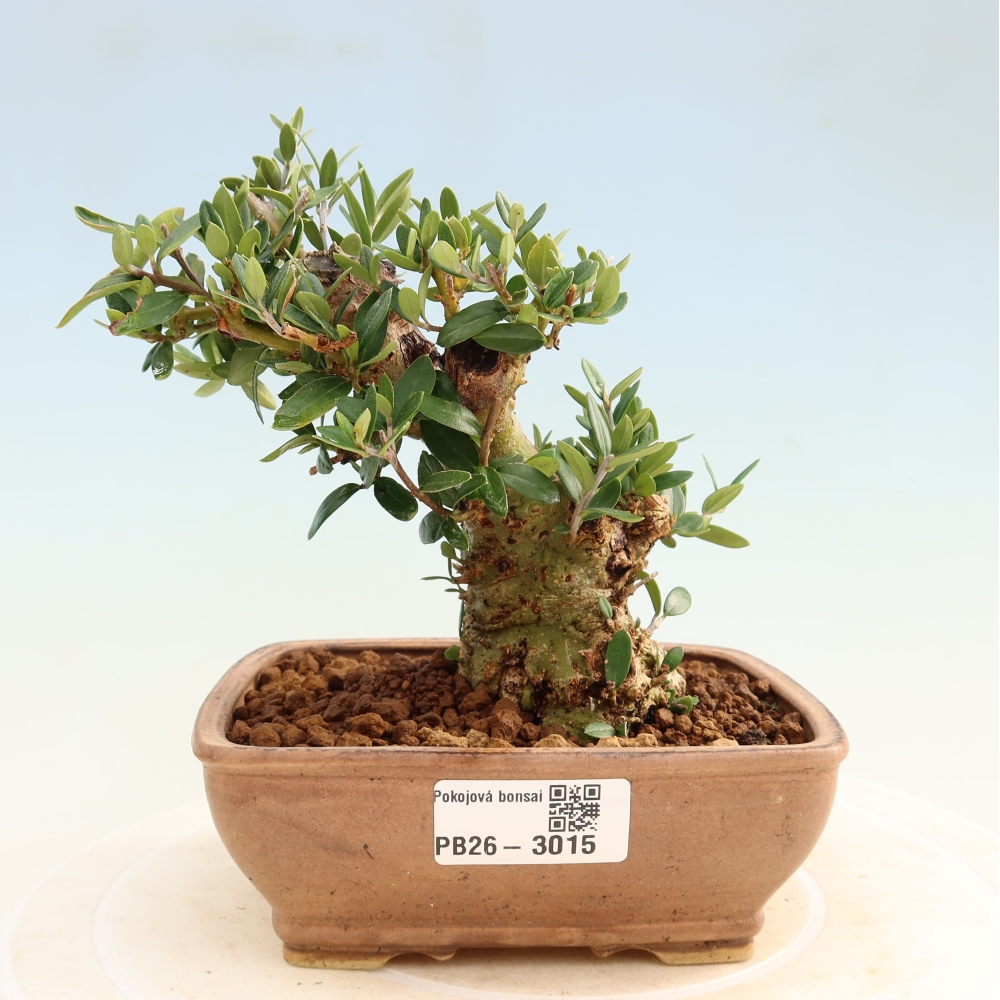 Pokojová bonsai - Olea europaea sylvestris -Oliva evropská drobnolistá