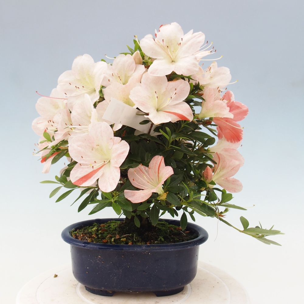 Venkovní bonsai - Japonská azalka - Azalea Asazakura