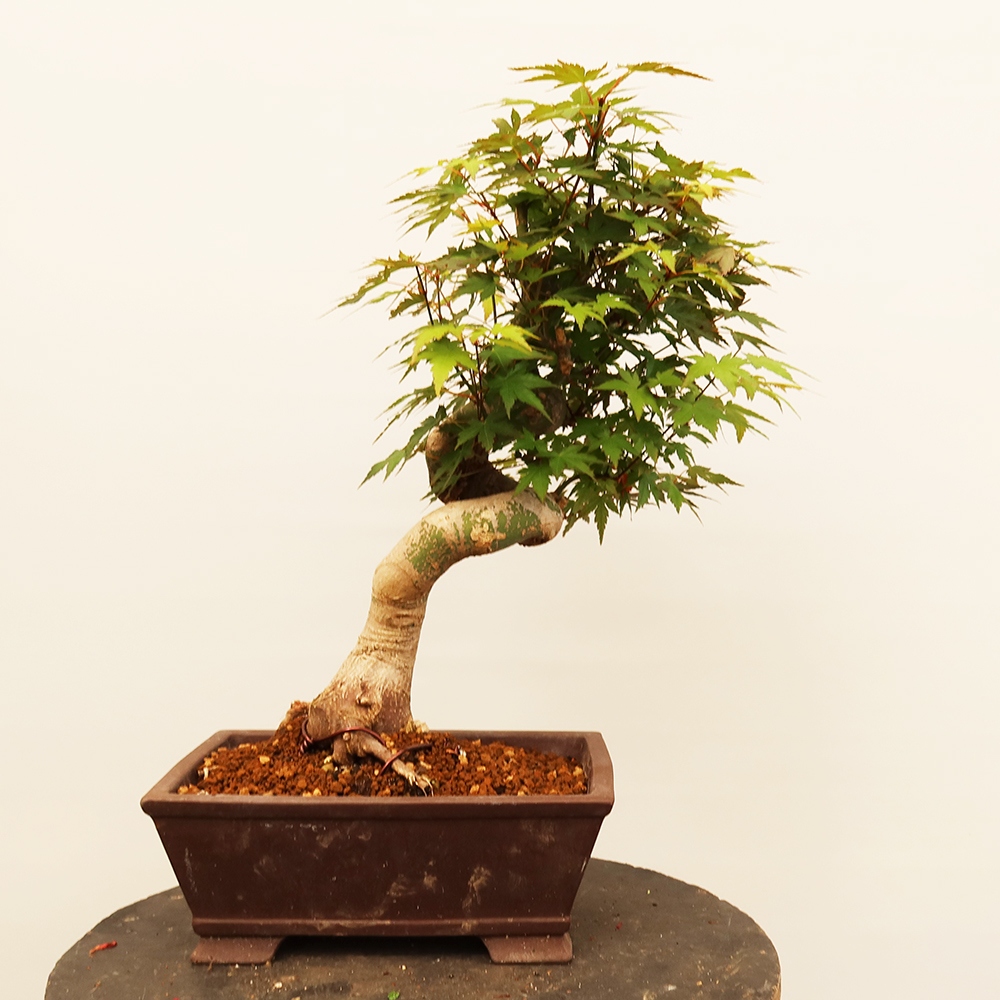Venkovní bonsai - Javor palmatum  - Javor dlanitolistý