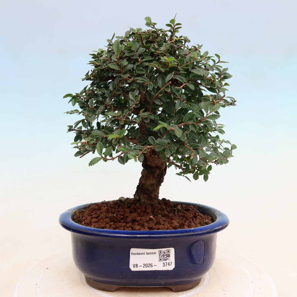 Venkovní bonsai - Zelkova - Zelkova NIRE