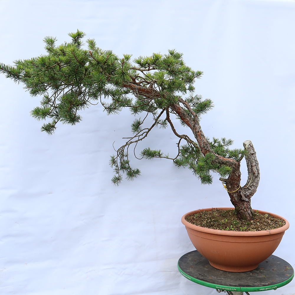 Pinus sylvestris Španělsko - borovice lesní