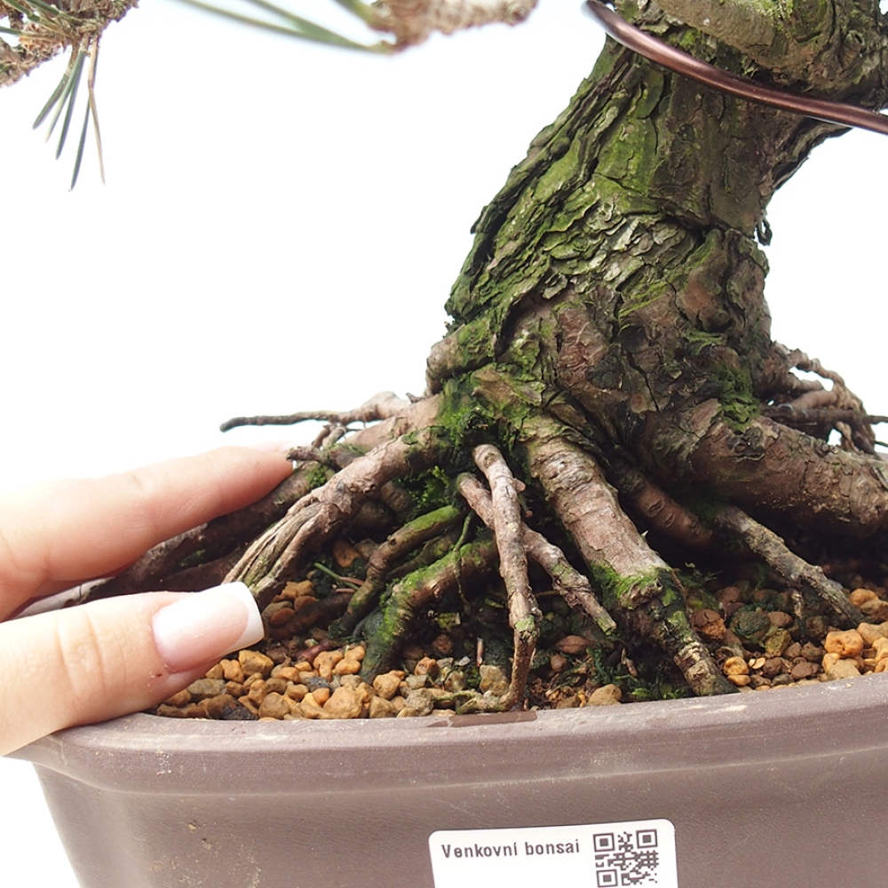 Venkovní bonsai - Pinus thunbergii Kotobuki - Borovice thunbergova