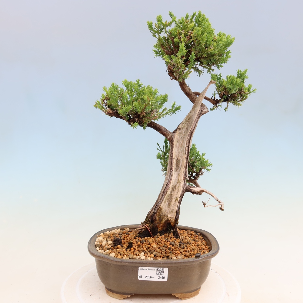 Venkovní bonsai - Juniperus squamata – Jalovec šupinatý