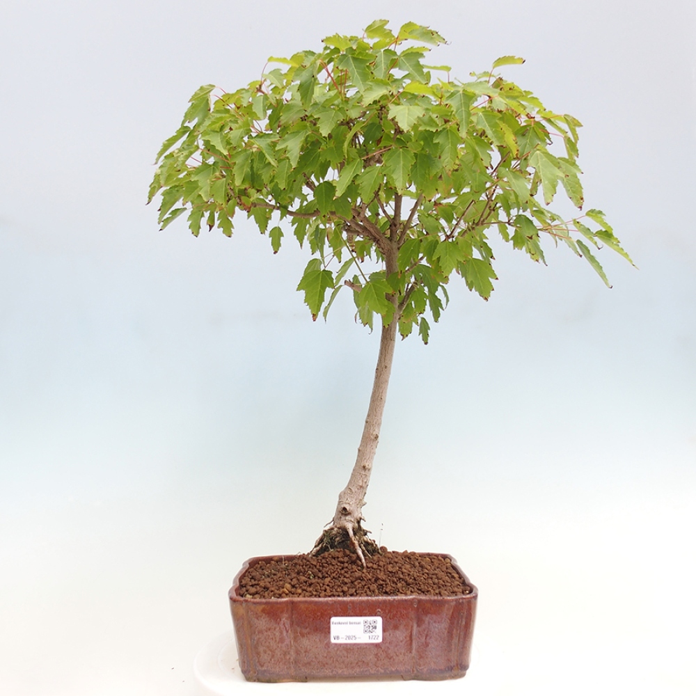 Venkovní bonsai - Acer ginala - Javor ohnivý