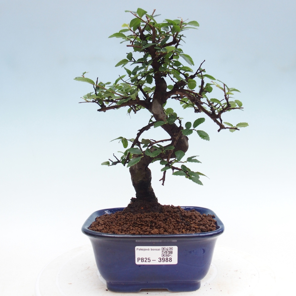 Pokojová bonsai - Ulmus parvifolia - Malolistý jilm