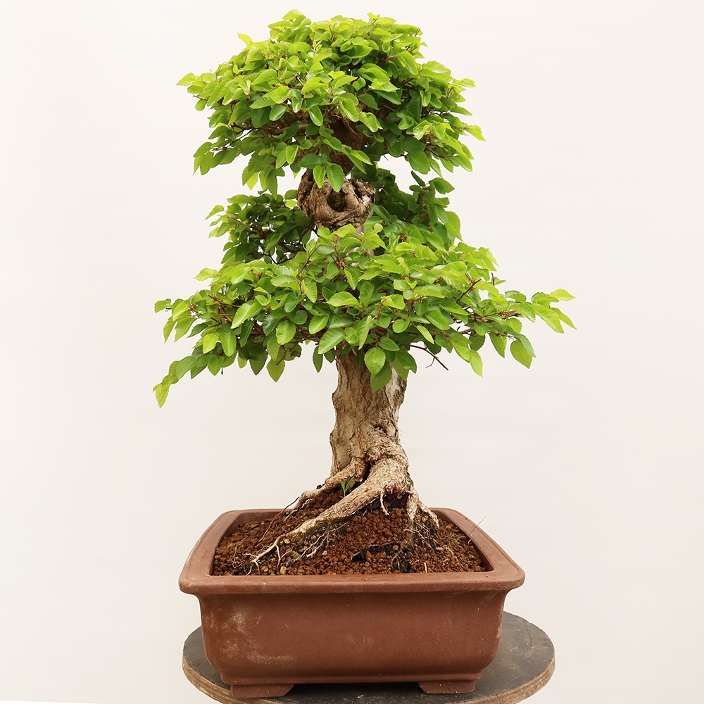 Venkovní bonsai -Carpinus Coreana - Habr korejský