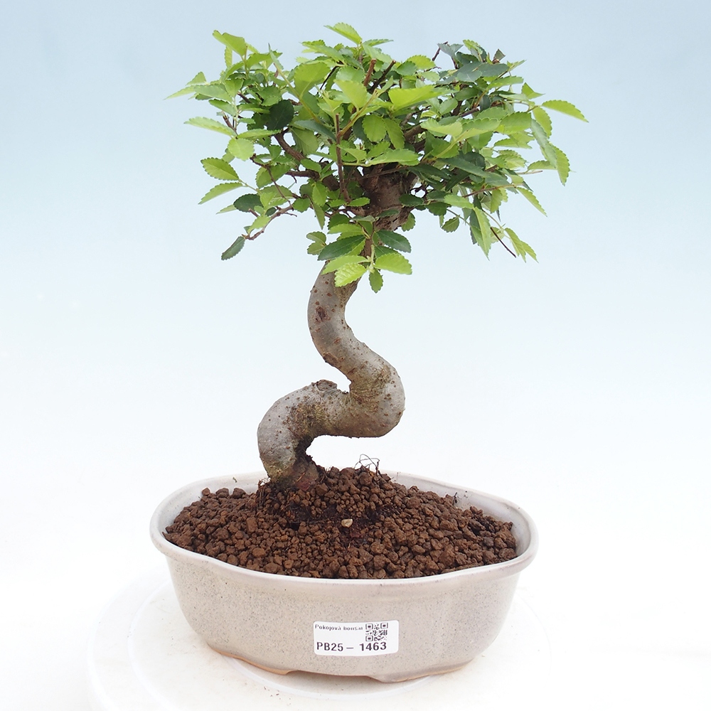 Pokojová bonsai - Ulmus parvifolia - Malolistý jilm