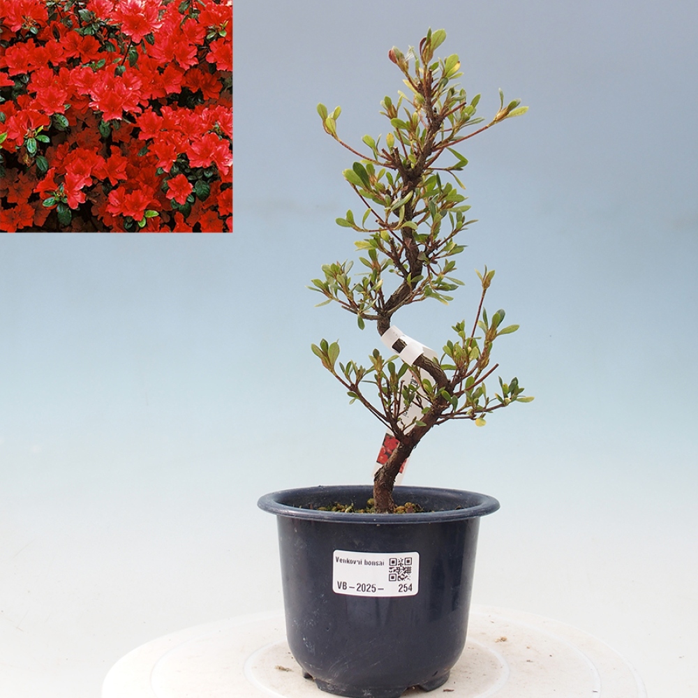 Venkovní bonsai - Japonská azalka - Azalea Benibeni