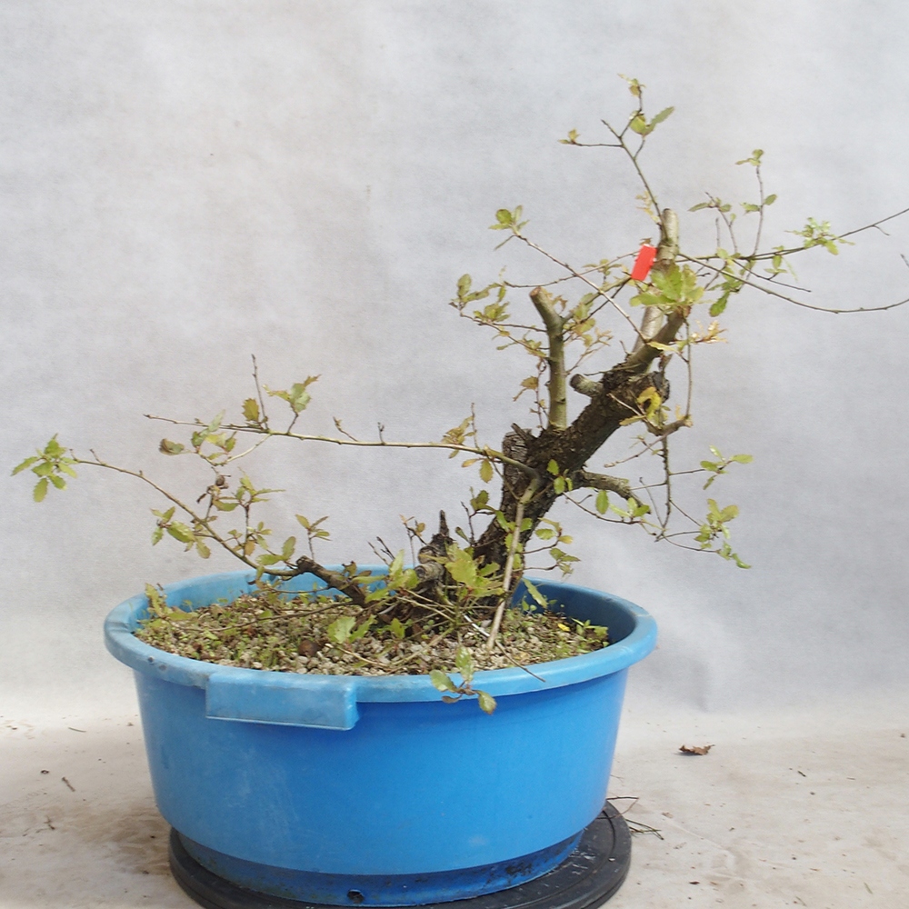 Venkovní bonsai Quercus Cerris - Dub Cer