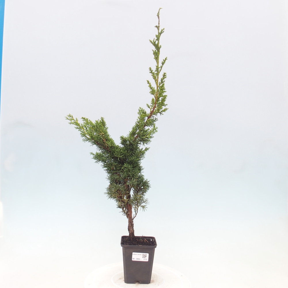 Venkovní bonsai - Juniperus chinensis Kishu -Jalovec čínský