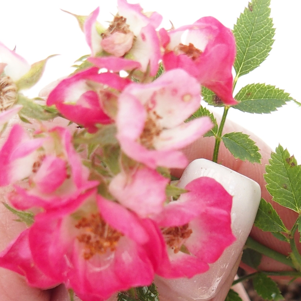 Venkovní bonsai - Rosa Cutie Pie - Růže 