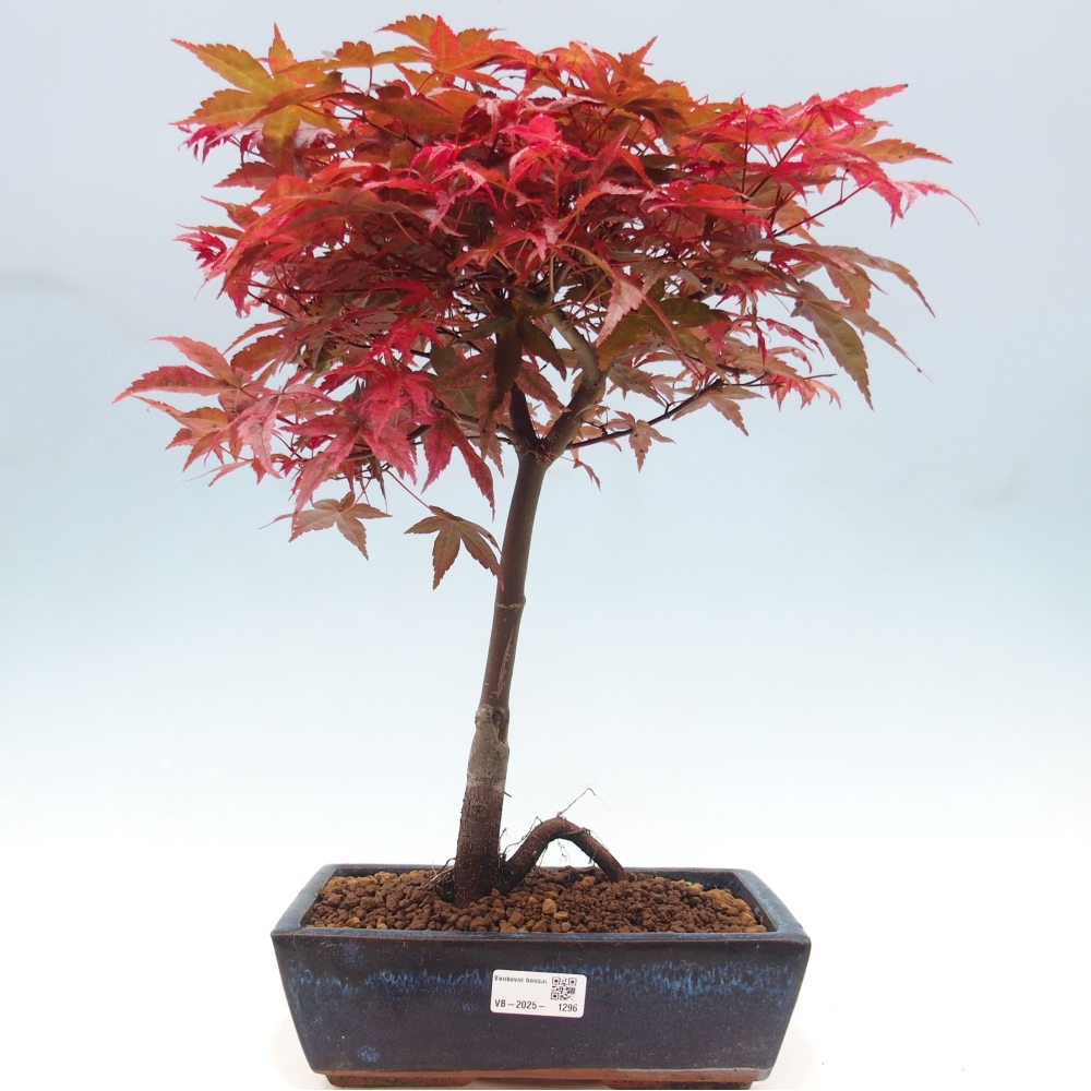Venkovní bonsai - Javor dlanitolistý - Acer palmatum DESHOJO