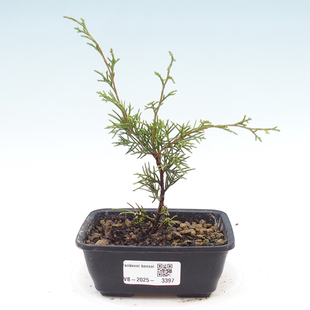 Venkovní bonsai - Juniperus chinensis Itoigawa -Jalovec čínský