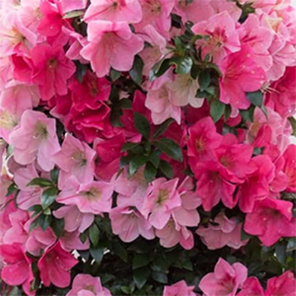 Venkovní bonsai - Japonská azalka - Azalea Saien