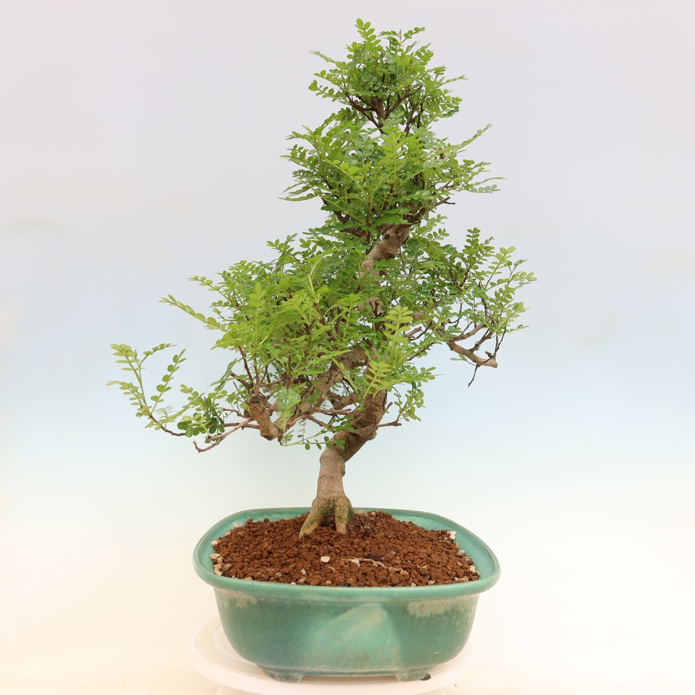 Pokojová bonsai - Zantoxylum piperitum - pepřovník
