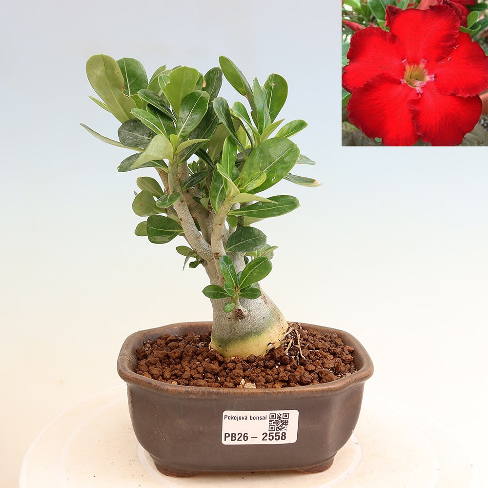 Pokojová bonsai - Adenium obesum Red Star - Pouštní růže