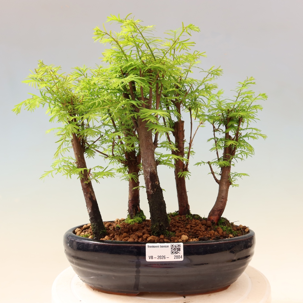 Venkovní bonsai - Metasequoia glyptostroboides - Metasekvoje čínská - lesík