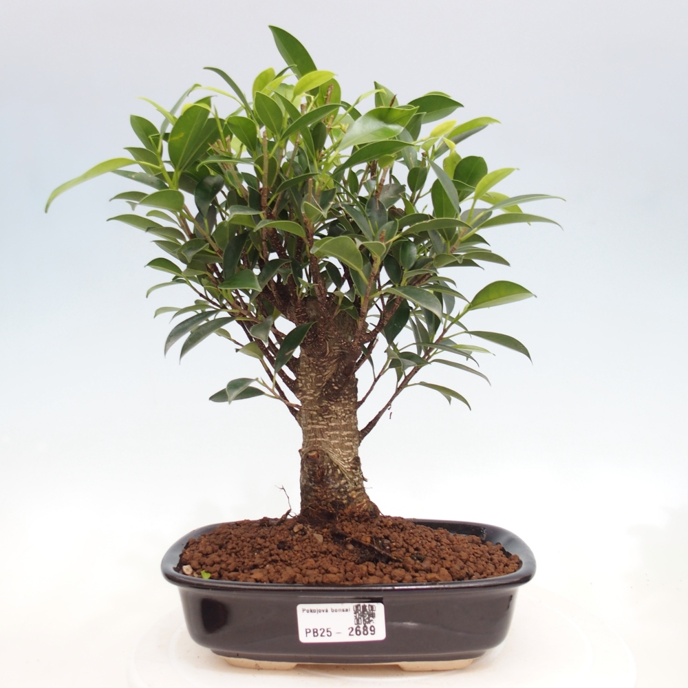 Pokojová bonsai - Ficus retusa -  malolistý fíkus