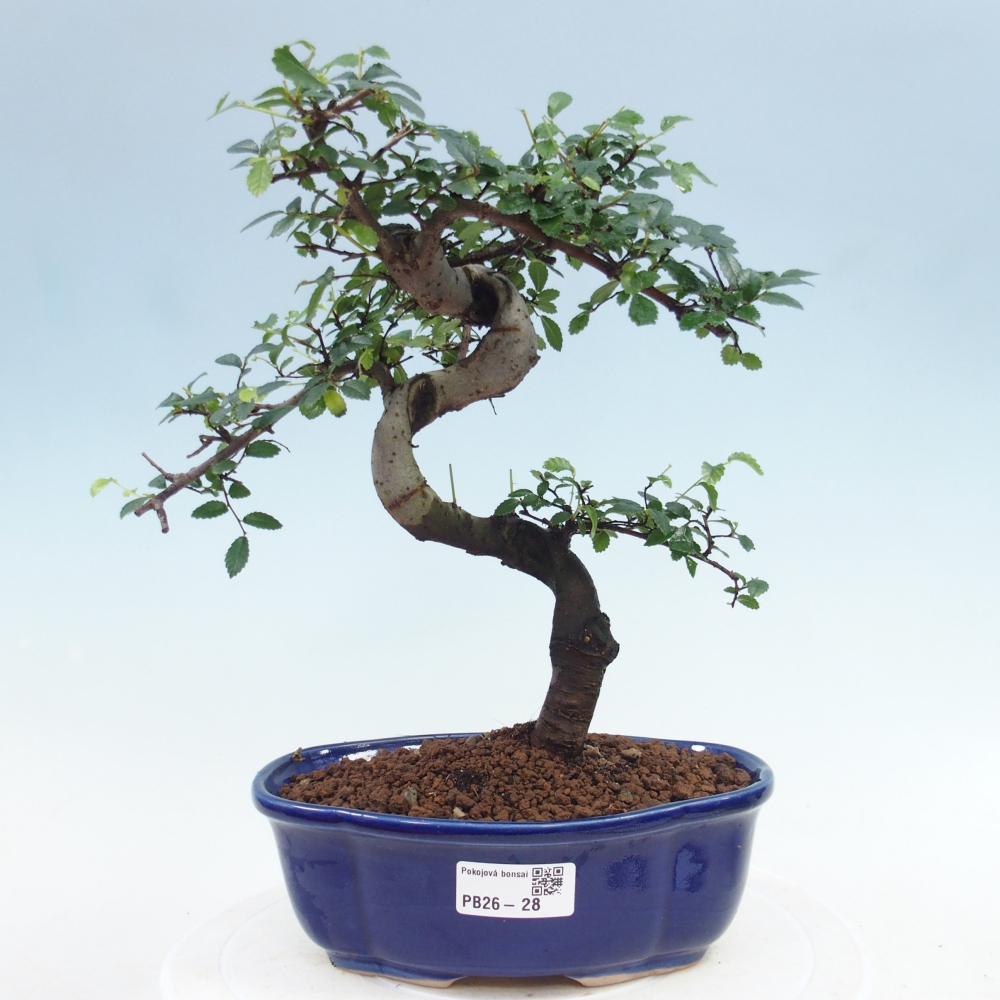 Pokojová bonsai - Ulmus parvifolia - Malolistý jilm