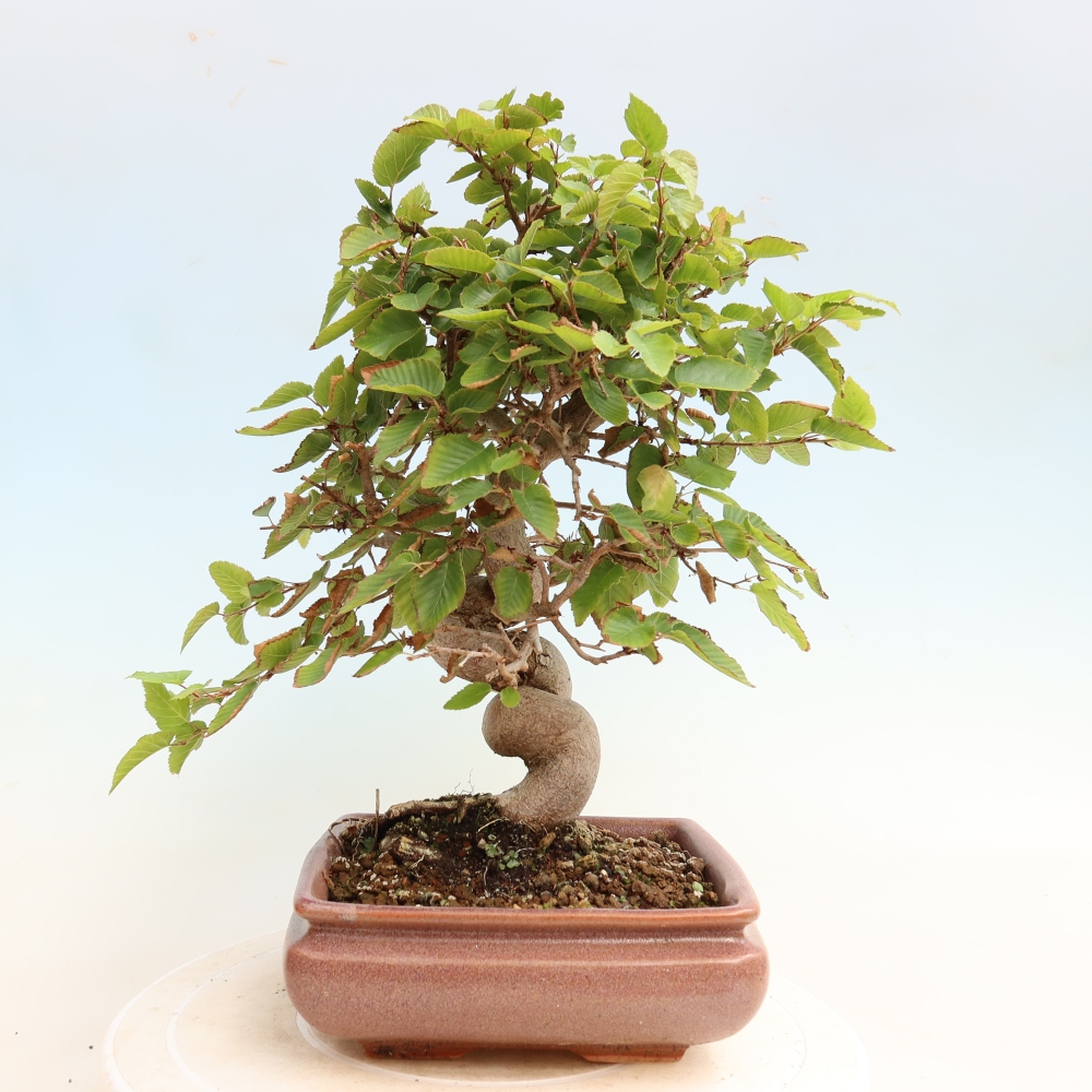 Venkovní bonsai -Carpinus CARPINOIDES - Habr korejský