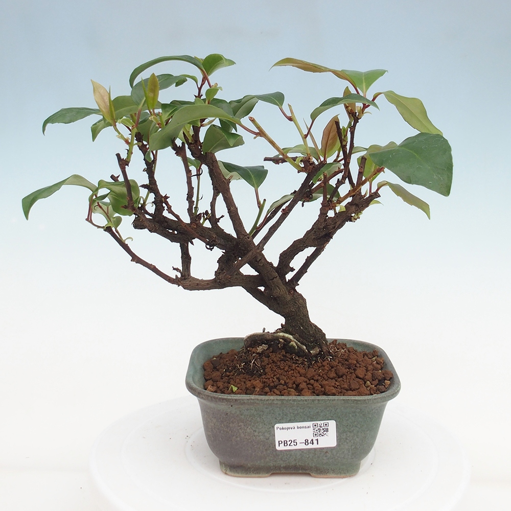 Pokojová bonsai- Kadsura japonica 