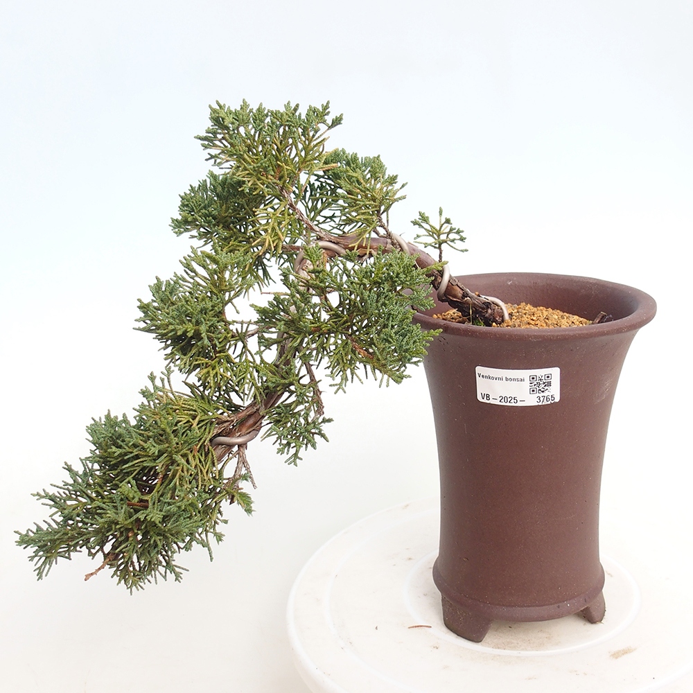 Venkovní bonsai - Juniperus chinensis Kishu -Jalovec čínský