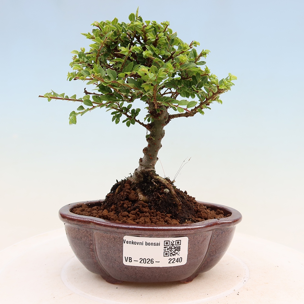 Venkovní bonsai - Ulmus parvifolia Sagei - Malolistý jilm