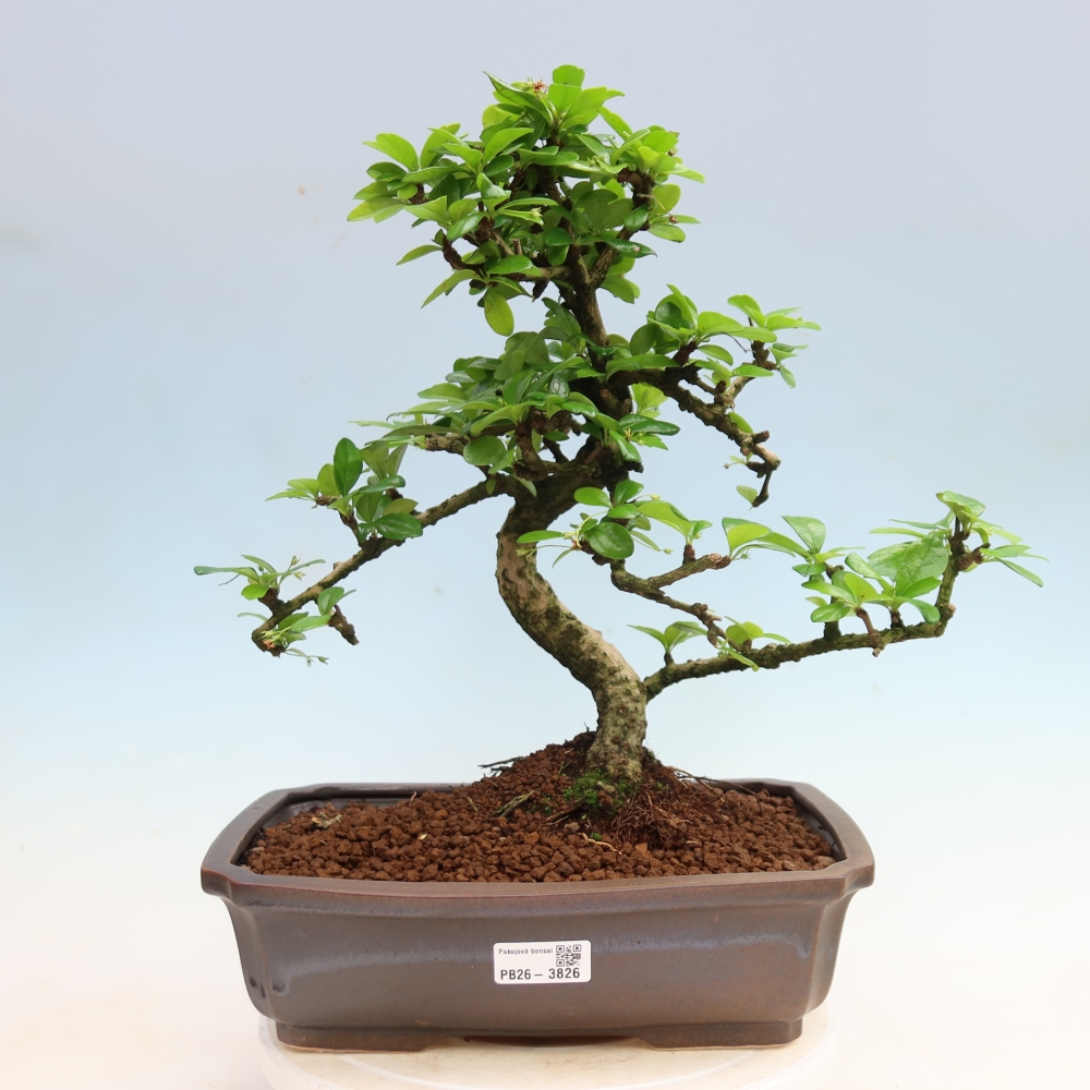 Pokojová bonsai - Carmona macrophylla - Čaj fuki