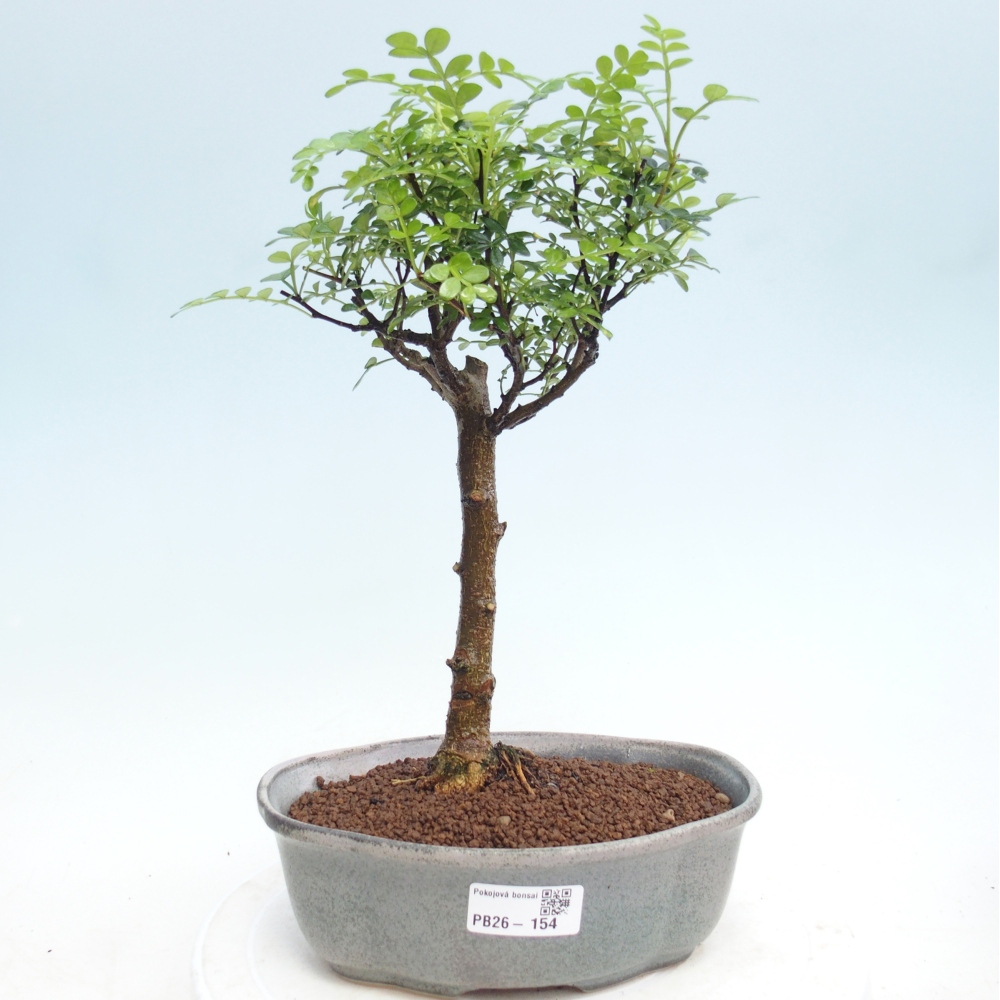 Pokojová bonsai - Zantoxylum piperitum - Pepřovník