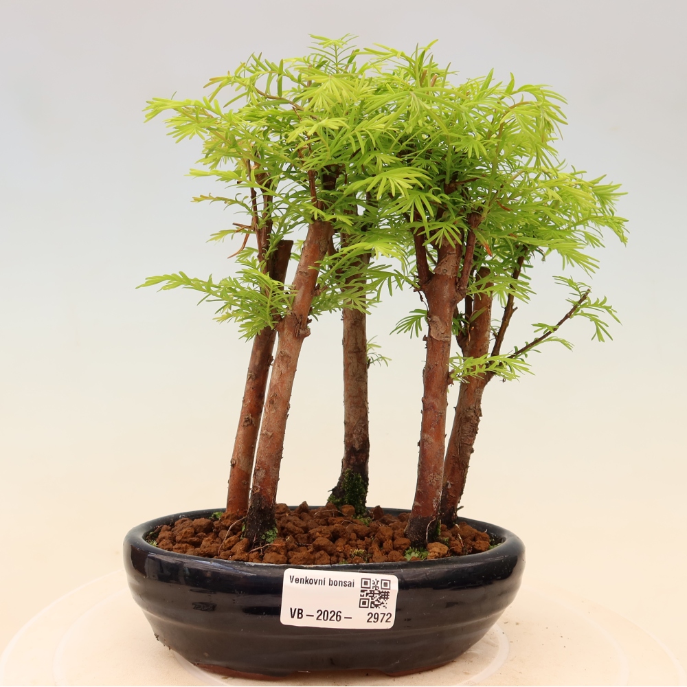 Venkovní bonsai - Metasequoia glyptostroboides - Metasekvoje čínská - lesík