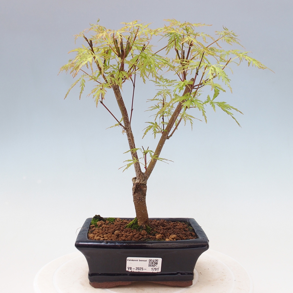 Venkovní bonsai - Acer palmatum Dissectum - Javor dlanitolistý 