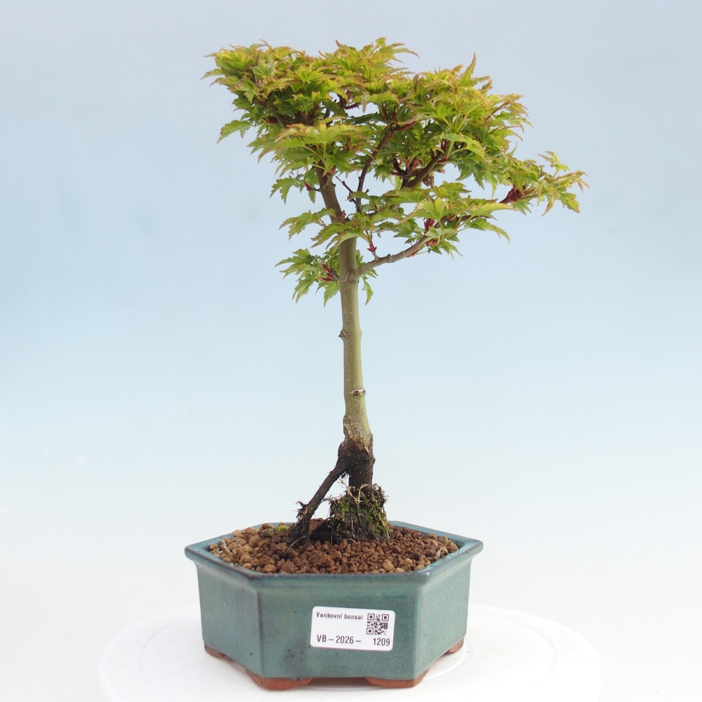 Venkovní bonsai -Javor dlanitolistý Acer palmatum Shishigashira
