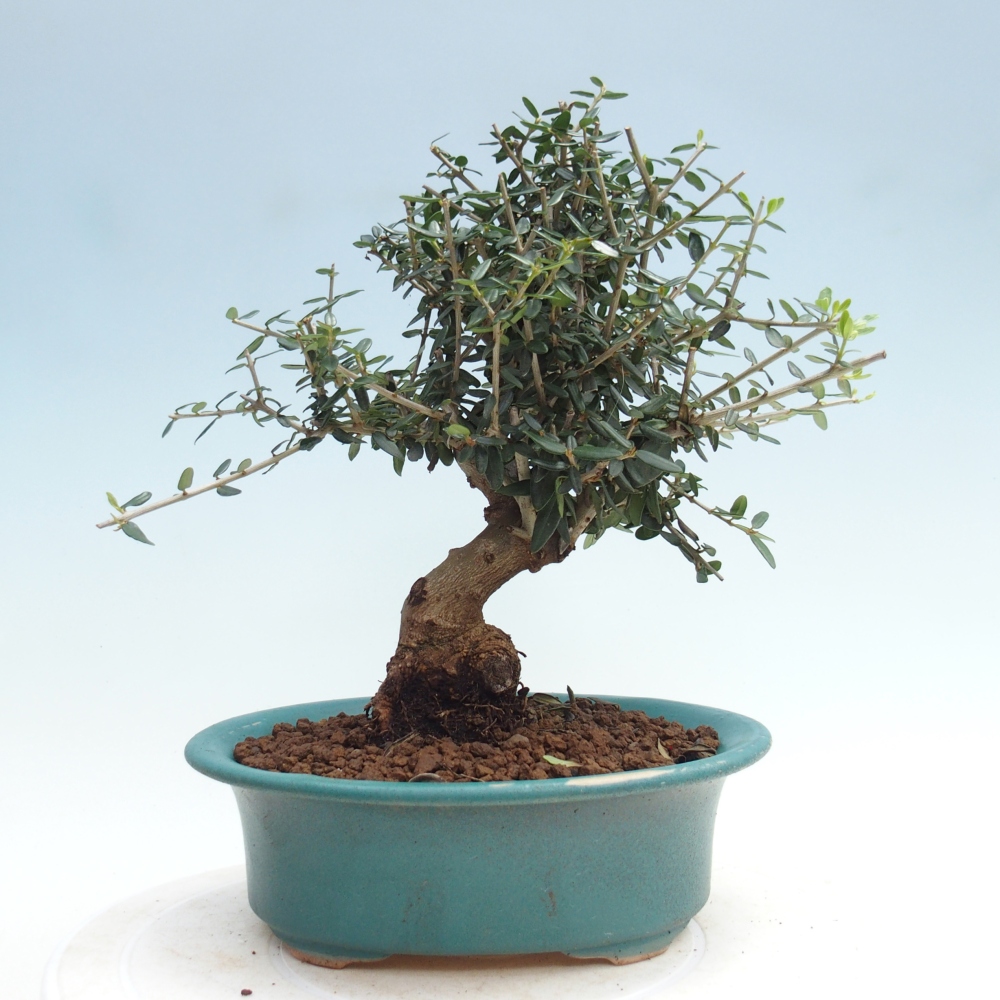 Pokojová bonsai - Olea europaea sylvestris -Oliva evropská drobnolistá