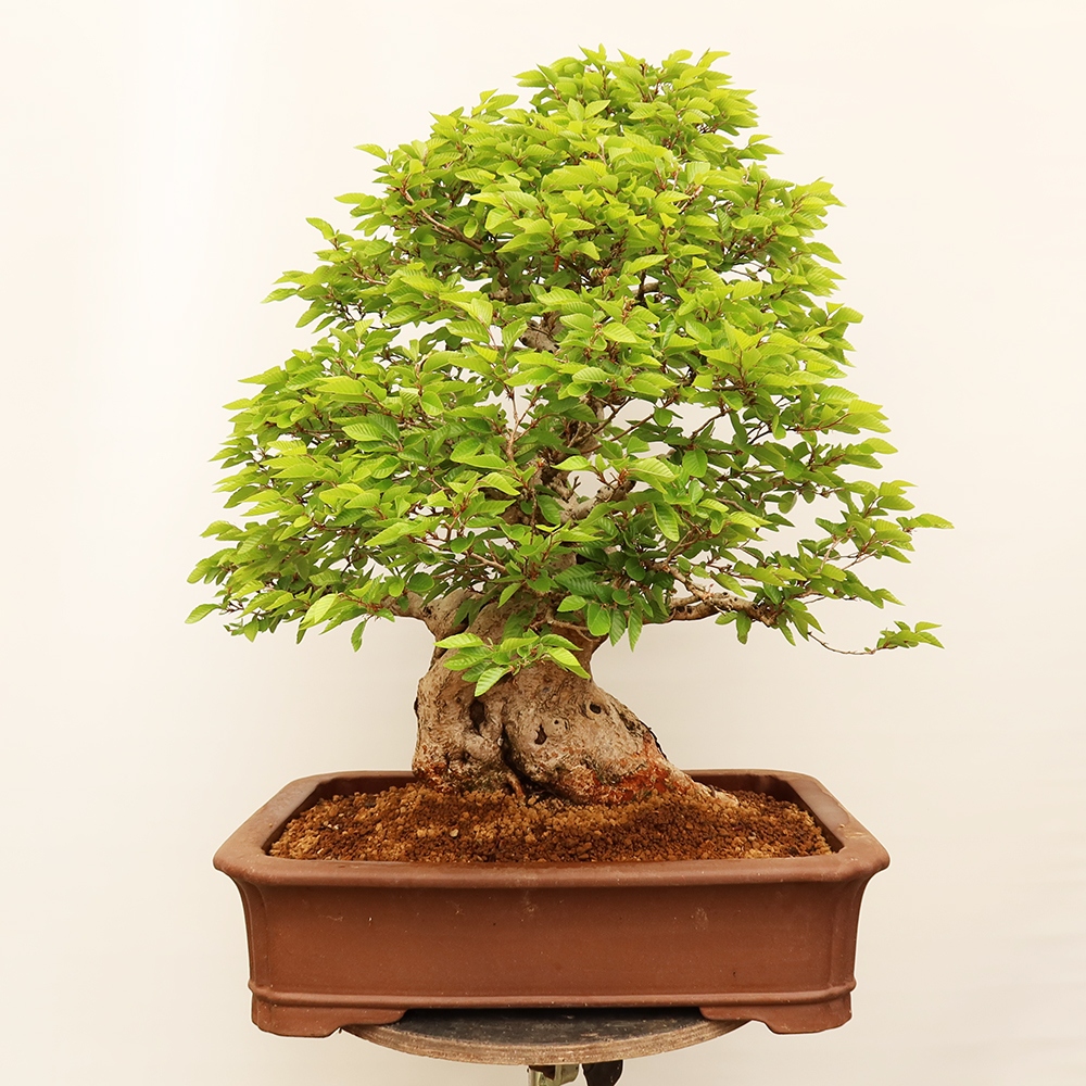 Venkovní bonsai -Carpinus Coreana - Habr korejský