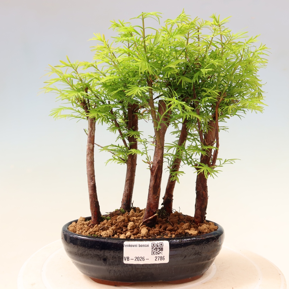 Venkovní bonsai - Metasequoia glyptostroboides - Metasekvoje čínská - lesík